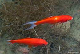 Zwei rote Goldfische in einem Wasserbecken der Abbaye du Thoronet