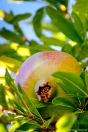 Ein Granatapfel in der Provence