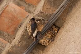 Ein Schwalbennest unter einem Dachvorsprung eines Hauses in Grimaud