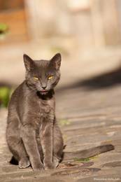 Eine graue Katze im provenzalischen Dorf Seillans