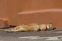 Eine Katze sonnt sich in den Straßen von La Turbie