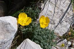 Gelb blühender Mohn am Mont Ventoux (Papaver rhaeticum)