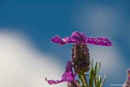 Blühender Schopf-Lavendel am Mont Vinaigre