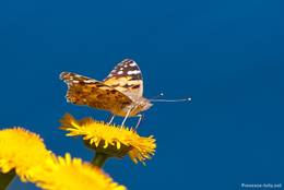 Ein Schmetterling auf einer gelben Blüte an der Côte d'Azur