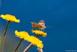 Ein Schmetterling auf einer gelb blühenden Blume am Cap Camarat