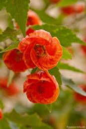 Rote Blüten einer Schönmalve in den Gassen von Mougins