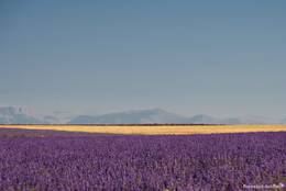 Sommer in der Provence, blühender Lavendel und reife Kornfelder auf dem Plateau de Valensole